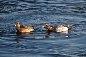 Eurasian Wigeon 多摩川二ヶ領宿河原堰 Sat, 12/4/2021