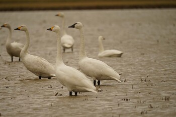 アメリカコハクチョウ 潟ノ内(島根県松江市) 2021年12月4日(土)