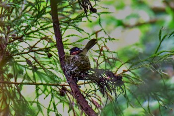 サンコウチョウ 葉山町 2017年5月24日(水)