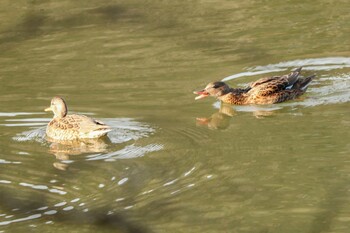 オカヨシガモ 三ツ池公園(横浜市鶴見区) 2021年11月29日(月)