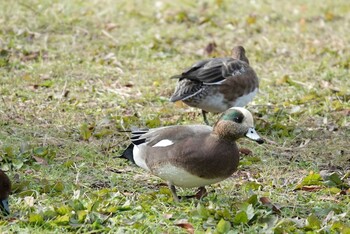 Fri, 12/3/2021 Birding report at Akashi Park