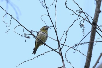 Spot-winged Grosbeak