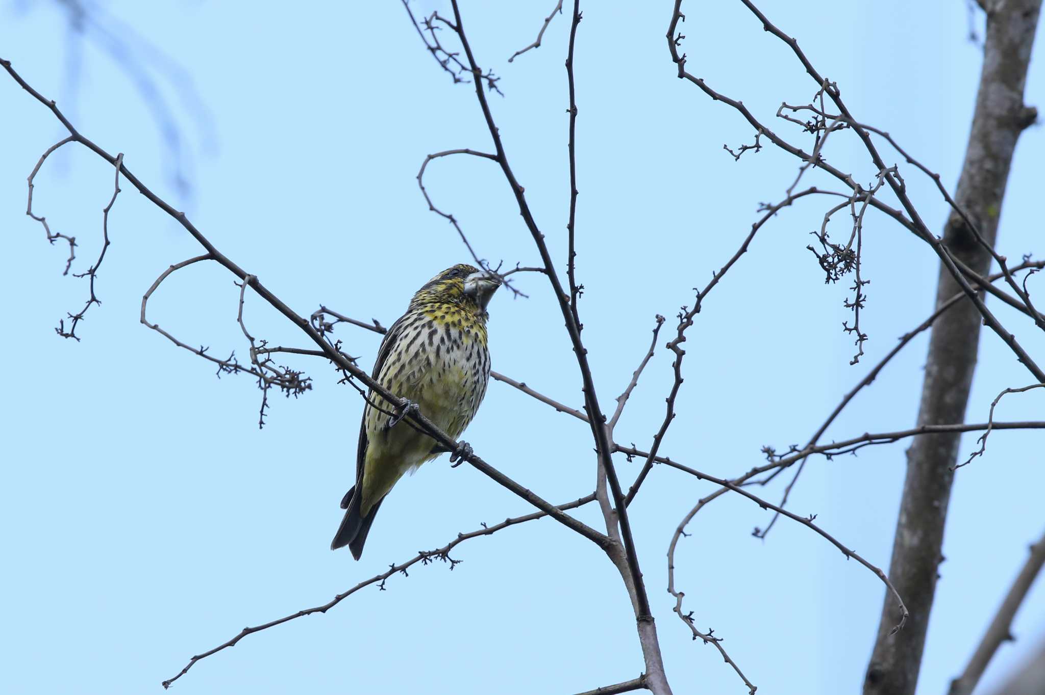 Spot-winged Grosbeak