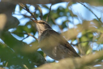 ツグミ 三重県阿山ふるさとの森公園 2021年12月4日(土)