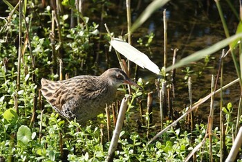 Brown-cheeked Rail なぎさ池 Fri, 12/3/2021