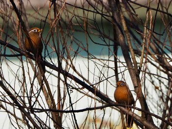 2021年12月4日(土) 秋ヶ瀬公園の野鳥観察記録