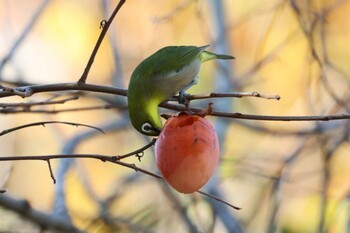 Warbling White-eye 甲山森林公園 Sat, 12/4/2021