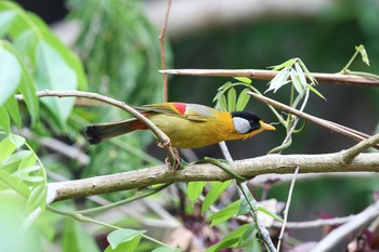 ゴシキソウシチョウ Angkhang Nature Resort 2017年3月22日(水)