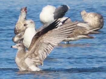 Sat, 12/4/2021 Birding report at 酒匂川河口