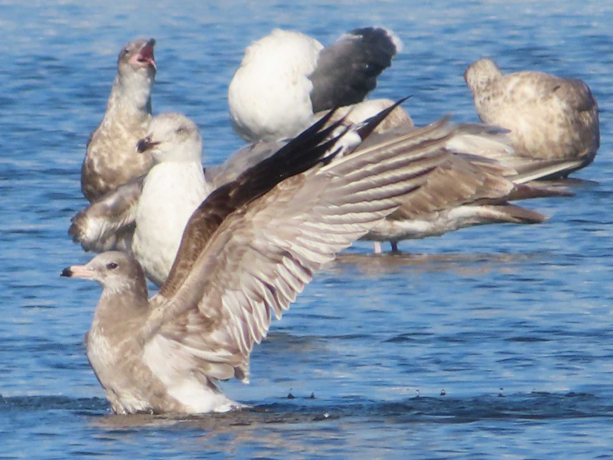 Common Gull