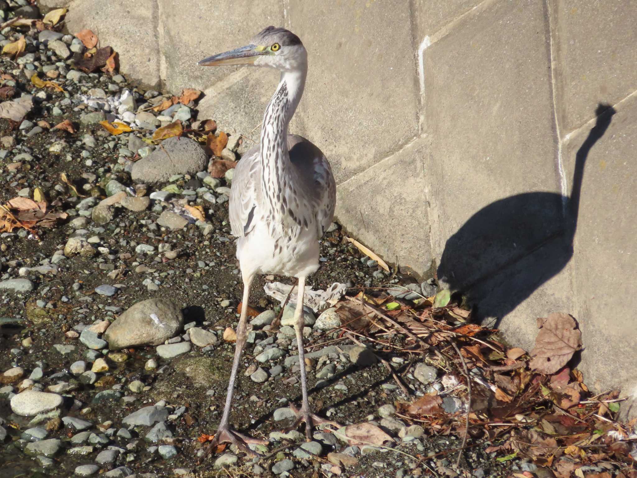 Grey Heron