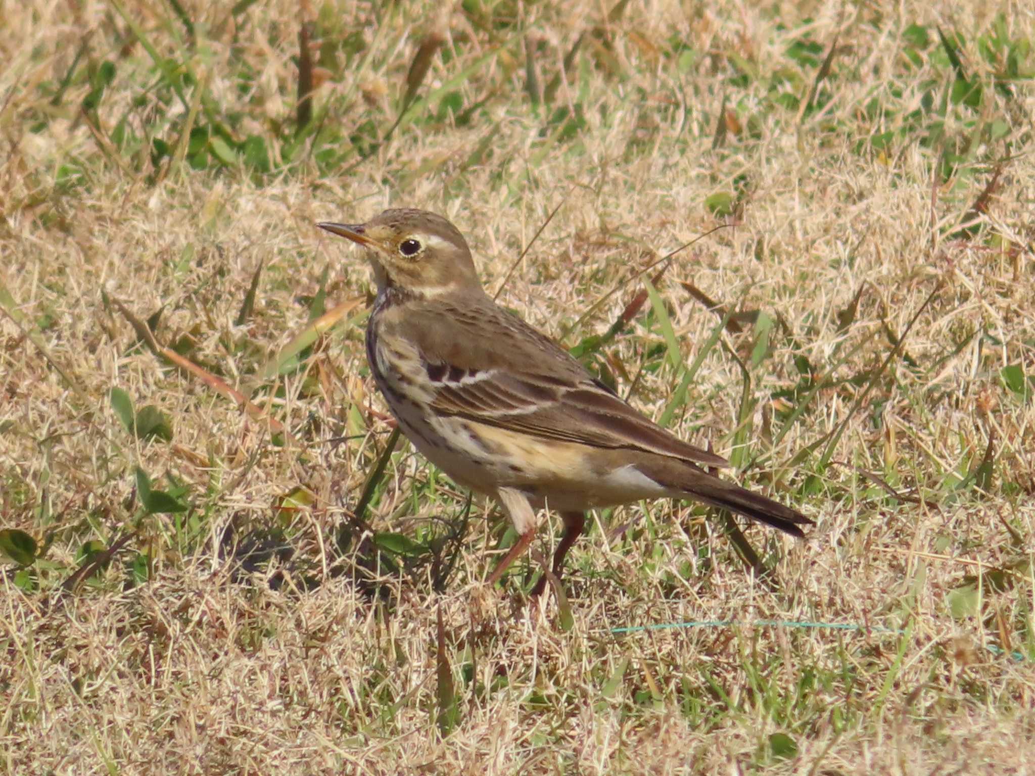 Water Pipit