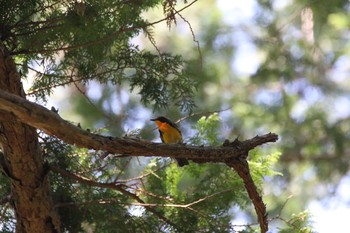 Narcissus Flycatcher ナイスバーベキューガーデン Sun, 5/21/2017