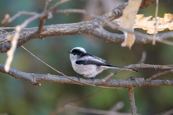 エナガ 多磨霊園 2021年12月4日(土)