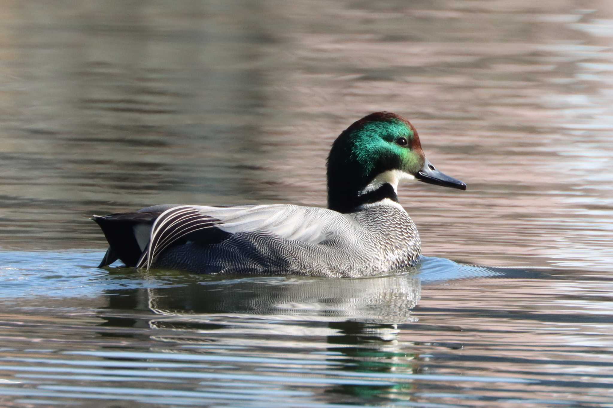 水元公園 ヨシガモの写真 by ぼぼぼ