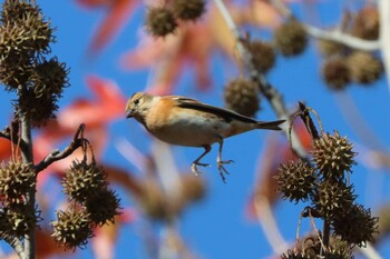 2021年12月4日(土) 水元公園の野鳥観察記録