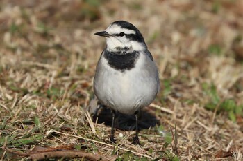 ハクセキレイ 水元公園 2021年12月4日(土)