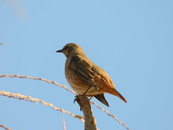 Naumann's Thrush 北京植物園(北京) Sat, 12/4/2021