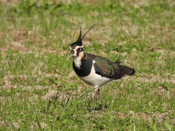 2021年11月23日(火) 岡山県の野鳥観察記録