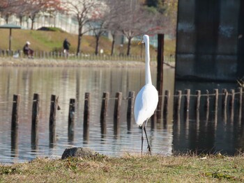 Sat, 12/4/2021 Birding report at 亀戸中央公園