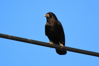 2021年12月4日(土) 多々良沼の野鳥観察記録