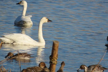 アメリカコハクチョウ 多々良沼 2021年12月4日(土)