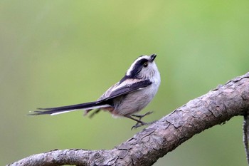 Mon, 4/24/2017 Birding report at Shakujii Park