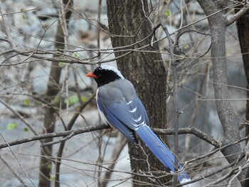 Red-billed Blue Magpie 北京植物園(北京) Sat, 12/4/2021