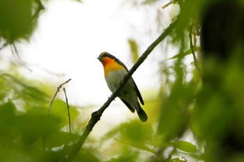 キビタキ 井の頭公園 2017年4月20日(木)