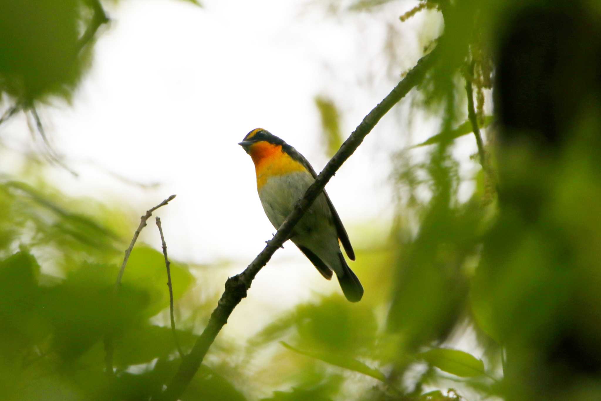 Narcissus Flycatcher