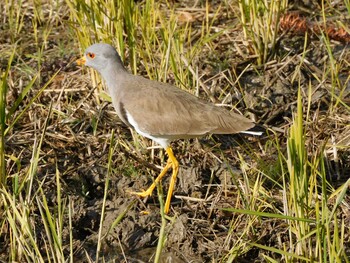 2021年12月4日(土) 京都府の野鳥観察記録