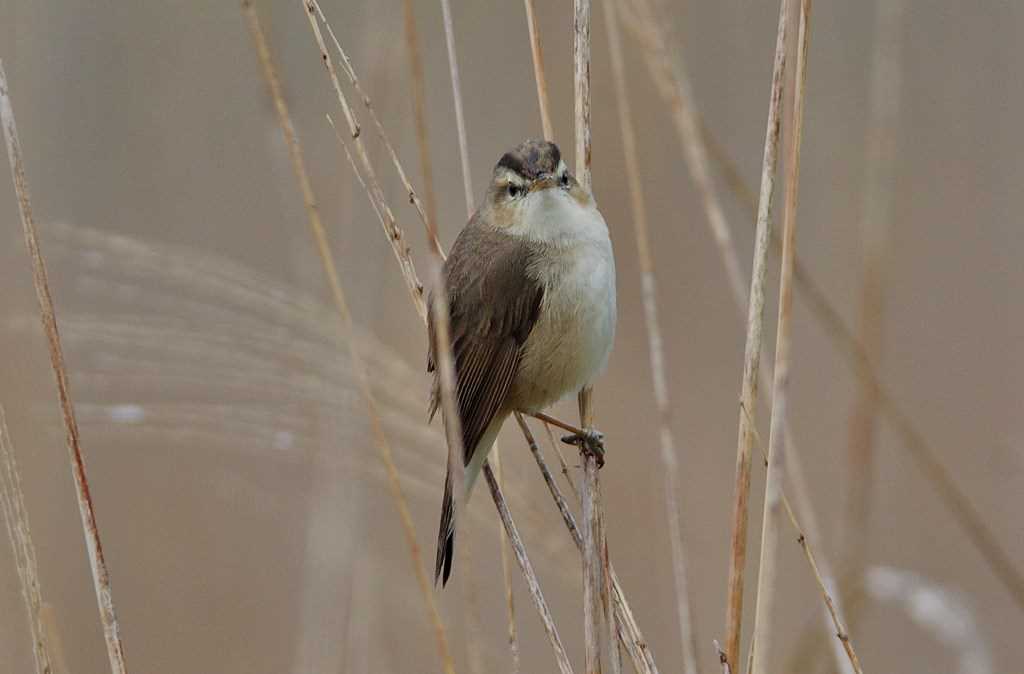 Photo of Black-browed Reed Warbler at 静岡県 by くまのみ