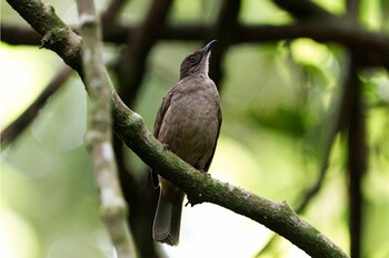 Olive-winged Bulbul Windsor Nature Park Sat, 12/4/2021