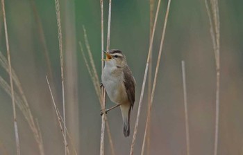 Black-browed Reed Warbler 静岡県 Thu, 5/25/2017