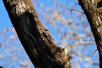 Long-tailed Tit 丸火自然公園 Sat, 12/4/2021