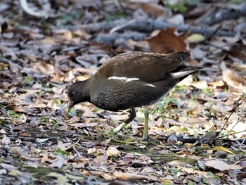 バン 見沼自然公園 2021年12月4日(土)