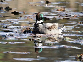 ヨシガモ 見沼自然公園 2021年12月4日(土)