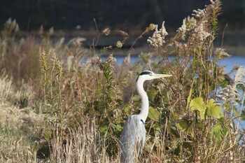 2021年12月4日(土) 五主海岸の野鳥観察記録