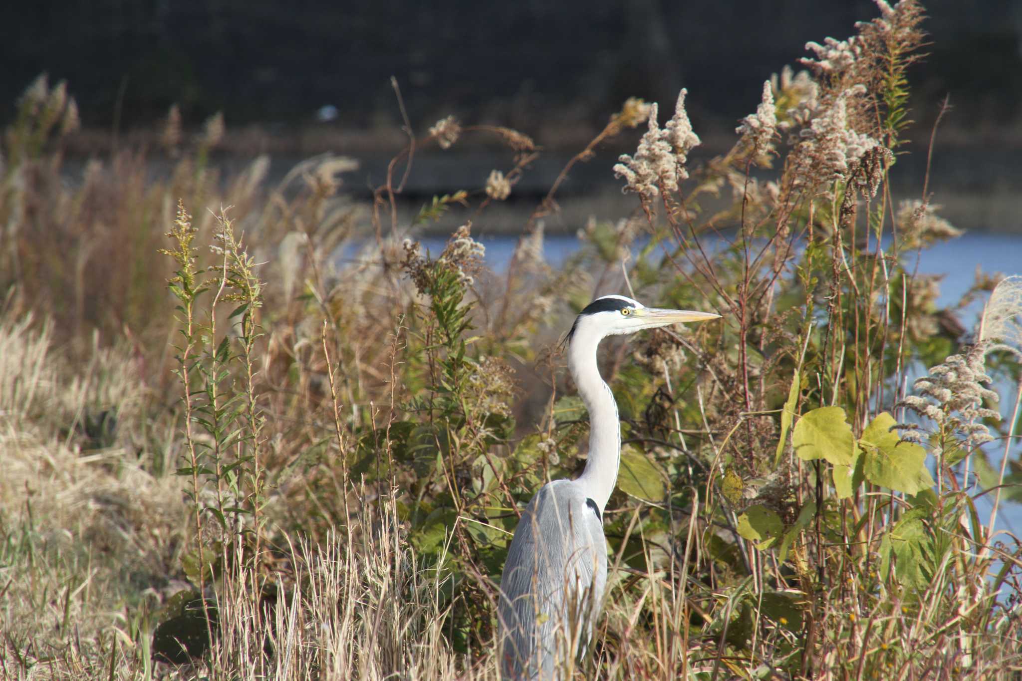 Grey Heron