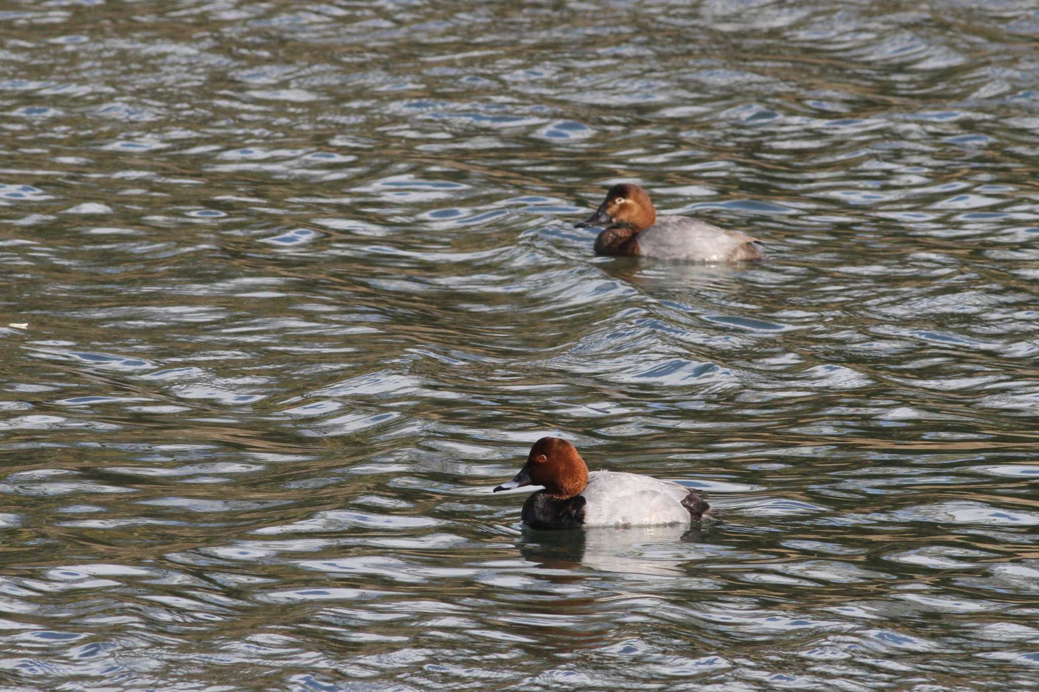 Common Pochard