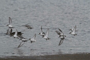 2021年12月4日(土) 安濃川河口の野鳥観察記録