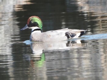 2021年12月4日(土) 水元公園の野鳥観察記録