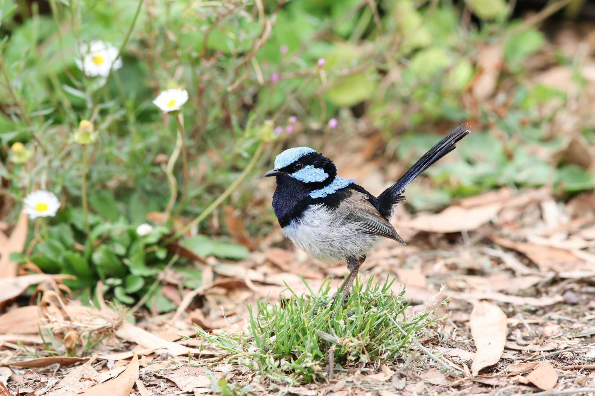 Photo of Superb Fairywren at Twelve Apostles Motel & Country Retreat by Trio