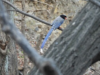 Red-billed Blue Magpie 北京植物園(北京) Sat, 12/4/2021