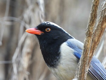 Red-billed Blue Magpie 北京植物園(北京) Sat, 12/4/2021