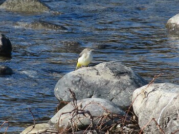 2021年12月2日(木) 多摩川デルタ〜滝山公園の野鳥観察記録