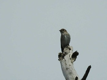 2017年5月22日(月) 舳倉島の野鳥観察記録