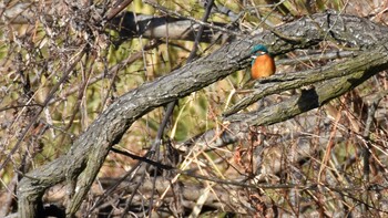 Sat, 12/4/2021 Birding report at 小諸発電所第一調整池(杉の木貯水池)