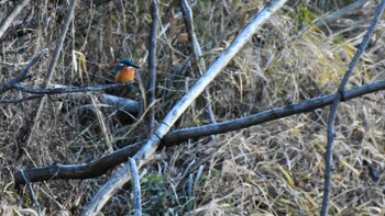 カワセミ 小諸発電所第一調整池(杉の木貯水池) 2021年12月4日(土)