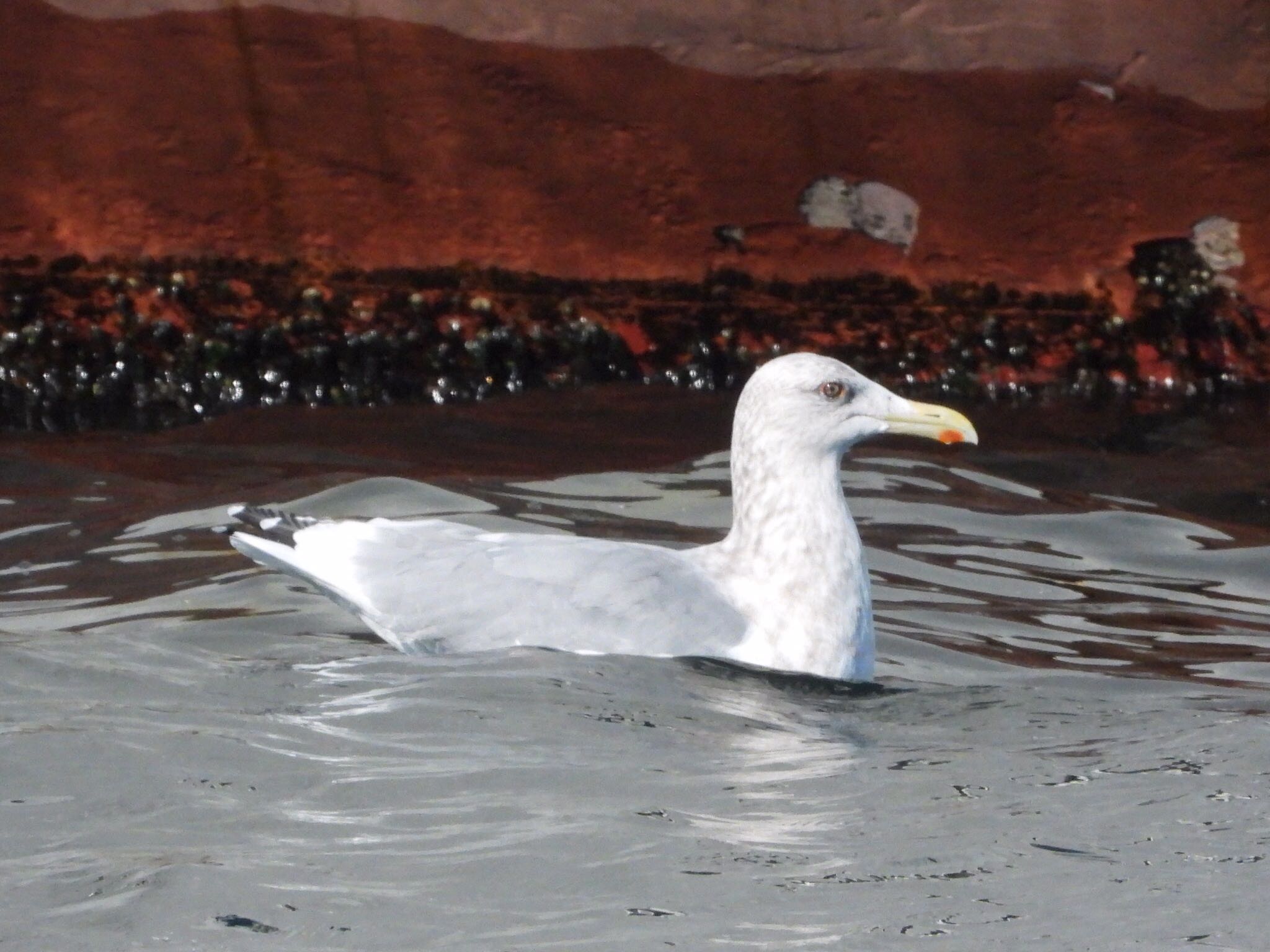 Vega Gull